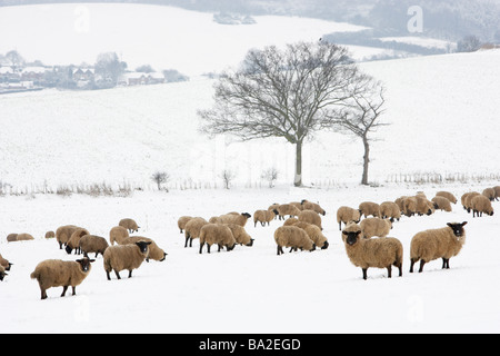 Sheep Standing In A Snow Filled Field Stock Photo