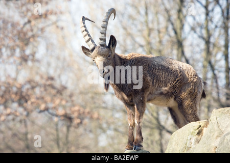 Mountain Goat Stock Photo