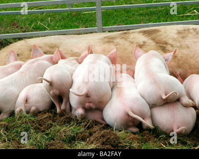 Piglets feeding suckling milk. Stock Photo
