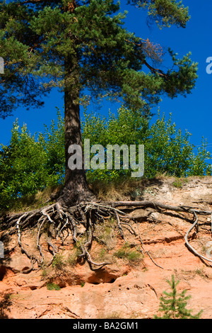 Root system of pines growing on a high sandy river bank Stock Photo - Alamy