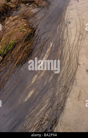 Dead mens ropes Chorda filum a brown seaweed and Britain s longest seaweed UK Stock Photo