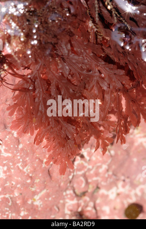 A red seaweed Membranoptera alata UK Stock Photo