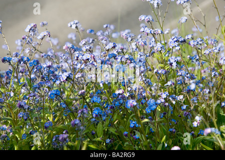 forget-me-nots in flower in spring Stock Photo