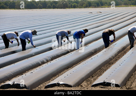 Migrant farm workers plant tomatoes in raised beds Plant City Florida Central Stock Photo