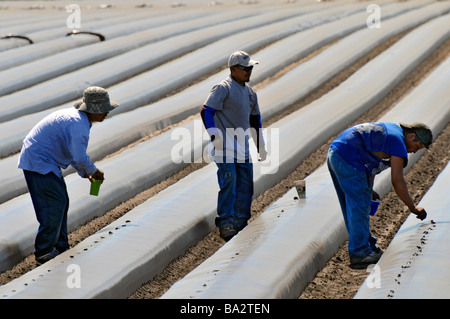 Migrant farm workers plant tomatoes in raised beds Plant City Florida Central Stock Photo