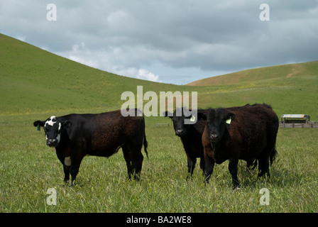 Cattle Stock Photo