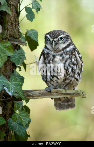 Little Owl - Athene noctua Stock Photo