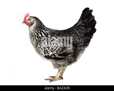 A black and white chicken.