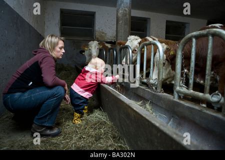 Toddler and mother feeding cows in cowshed Bavaria Germany November 2008 Stock Photo