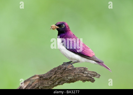 Adult Male Violet-backed Starling on branch at nest site in Shingwedzi Rest Camp Kruger National Park South Africa Stock Photo