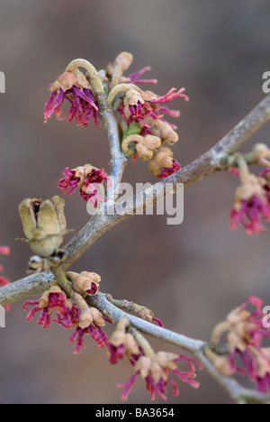 HAMAMELIS VERNALIS PURPLE SEEDLING ALSO KNOWN AS BROTZMANS PURPLE WITCH HAZEL Stock Photo