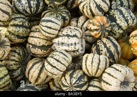 pumpkins background Stock Photo