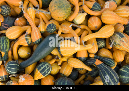 pumpkins background Stock Photo