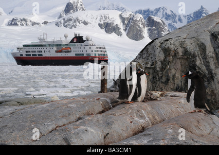 Gentoo penguins on Cuverville Island in Antarctica get a visit from the MS Fram Stock Photo