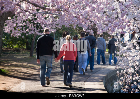 Japanese Cherry trees blossoming around tidal basin Washington DC Stock Photo