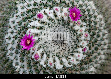 Mammillaria chionocephala. Flowering cactus pattern Stock Photo