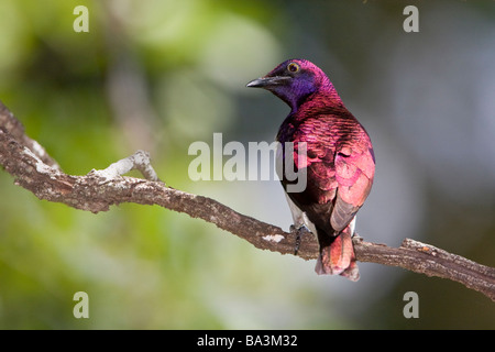 Adult Male Violet-backed Starling on branch in Shingwedzi Rest Camp Kruger National Park South Africa Stock Photo