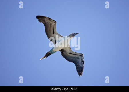 Blue-footed Booby in flight Stock Photo