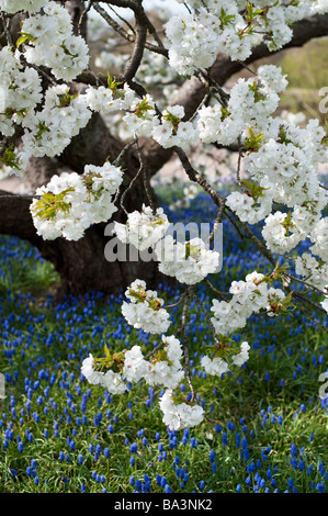 Prunus shirotae. Japanese cherry tree in blossom at RHS Wisley Gardens. Surrey, UK Stock Photo