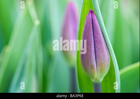 Tulip bud. Tulipa 'purple flag' flower Stock Photo