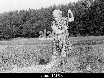 Seventies, black and white photo, autumn, harvest season, older woman on the field in the hay harvest, aged 50 to 60 years, Katharina, D-Kalenborn, Verbandsgemeinde Kaisersesch, Eifel, Rhineland-Palatinate Stock Photo