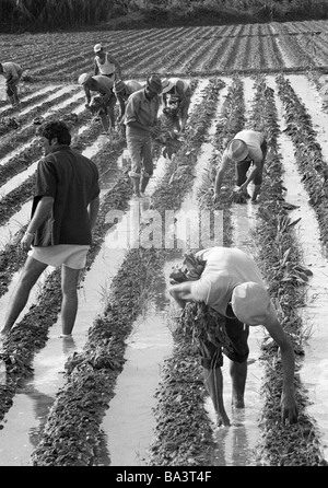 Seventies, black and white photo, agrarian economy, field work, farm workers in the Huerta in the province of Valencia work in vegetable gardening, aged 40 to 60 years, Spain, Valencia Stock Photo