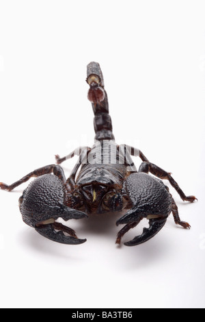 Emperor scorpion Pandinus imperator Stock Photo