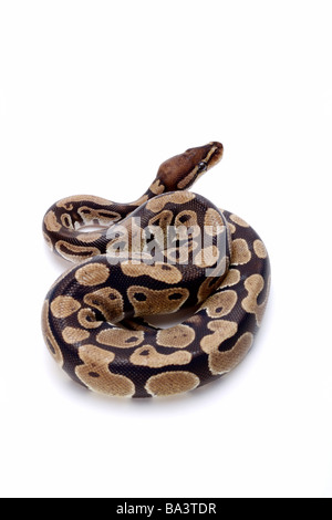 Python against white background close up Stock Photo - Alamy