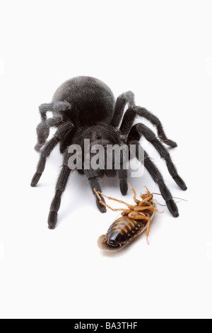 Tarantula spider and cockroach Stock Photo