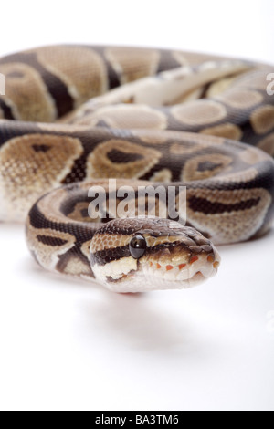 Selective focus of python snake on wooden snag isolated on white Stock ...