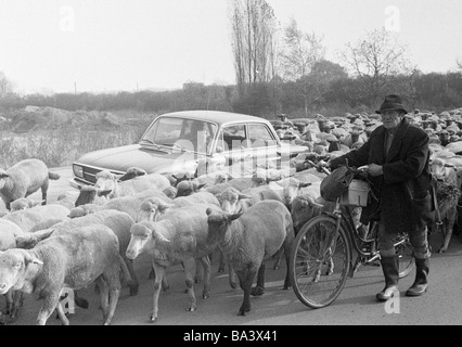 Seventies, black and white photo, human and animal, shepherd and flock of sheep, aged 60 to 80 years, passenger car stands among the animals and has to wait, Ovis, Ruhr area, North Rhine-Westphalia Stock Photo