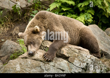 Brown Bear resting on a rock in the sun at Big River Lakes near Wolverine Creek in Southcentral Alaska during Summer Stock Photo