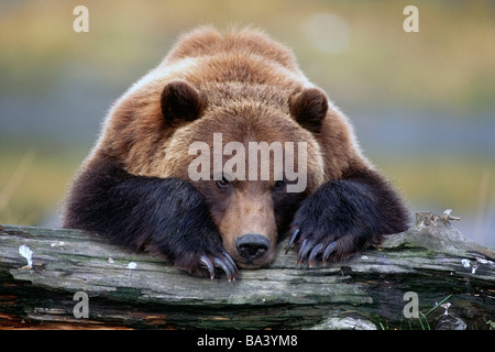 Brown Bear rests with it front legs outstretched on a log at the Alaska Wildlife Conservation Center, Alaska Captive Stock Photo