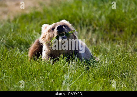 Brown bear eating sedge grass in the Kaguyak area of Katmai National Park, Alaska Stock Photo