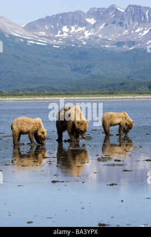 Brown bears digging clams in tidal flats at mouth of Big River in Katmai National Park, Alaska Stock Photo