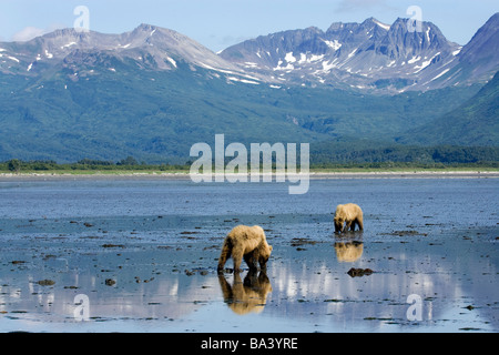 Brown bears digging clams in tidal flats at mouth of Big River in Katmai National Park, Alaska Stock Photo
