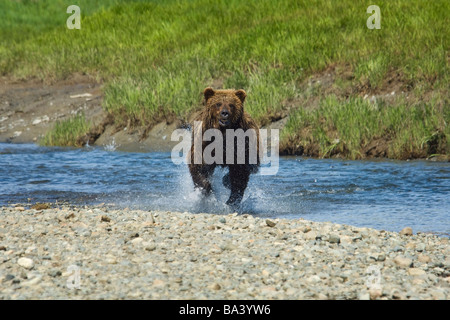 A Brown Bear Charges through the water at Mikfik Creek during Summer in Southwest Alaska. Stock Photo
