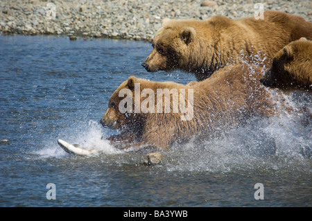 Mother Brown Bear and her cubs chase Salmon at Mikfik Creek during Summer in Southwest Alaska. Stock Photo