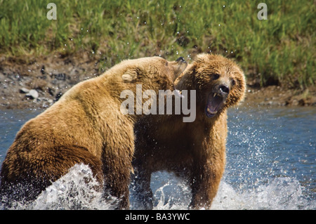 Two Brown Bears fight over salmon at Mikfik Creek during Summer in Southwest Alaska. Stock Photo