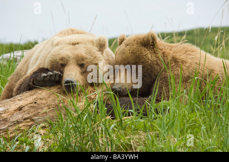 Brown Bear sow and her cub take a nap on some driftwood at McNeil River during Summer in Southwest Alaska. Stock Photo