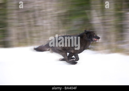 Blurred motion view of a wolf in *black phase* running in the Tongass National Forest, Southeast, Alaska during Winter Stock Photo