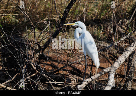 A Great Egret, Ardea alba, perches in a brush pile in Oklahoma, USA. Stock Photo