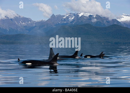Pod of Orca whales surfacing in Lynn Canal with the Coastal Range in the background in Southeast Alaska Stock Photo