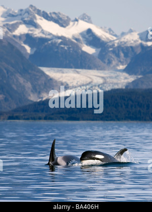 Pod of Orca whales surfacing in Favorite Passage of the Lynn Canal, Southeast Alaska Stock Photo
