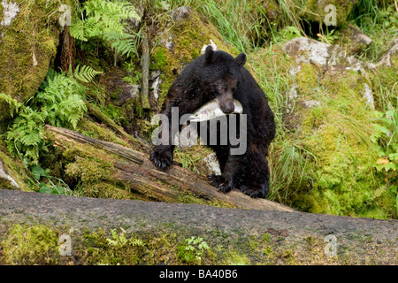 Black bear walks through Tongass National Forest with a recently caught Pink Salmon near Anan Creek in Southeast Alaska Stock Photo