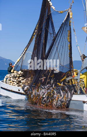 Commercial fishermen aboard seiner boat haul in net full of Pink Salmon Chatham Straight Southeast Alaska Stock Photo