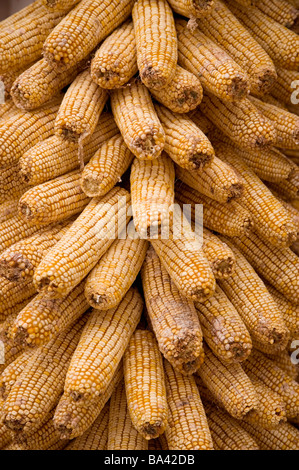 Corns Stock Photo