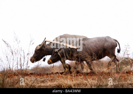 China Yunnan Province Dongchuan Red Land farmer plowing on fields with water buffalo Stock Photo