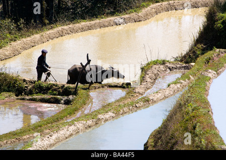 China Yunnan Province Yuanyang Farmer plowing in water on rice terraces Stock Photo