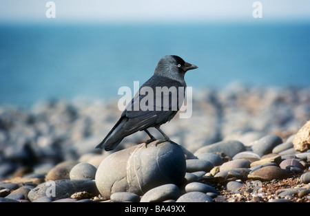 Jackdaw on boulder strewn beach Stock Photo